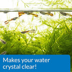 API ACCU-CLEAR Freshwater Aquarium Water Clarifier 4-Ounce Bottle