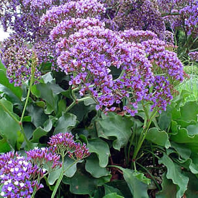 RedCrocus Limonium 'Salt Lake' Sea Lavender- Drought-Tolerant Perennial for Borders, Cut Flowers & Xeriscapes, Pollinator Attractant, Pet Safe 8" Pot