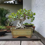 Bonsai Pots 13.7 Inch - Ceramic Bonsai Tree Pots with Drainage Hole, Succulent Planters for Indoor Outdoor Plants, Decorative Planter, House Decor, Gardening Gifts, Rectangular Yellowish Brown