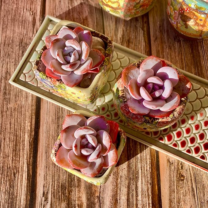 Echeveria Laui Succulent Kit - with Plastic Pot, 1 Head 2" Live Plant, Compressed Soil & Guide, for Garden Indoor Office Desk (1, Echeveria Laui)