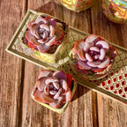 Echeveria Laui Succulent Kit - with Plastic Pot, 1 Head 2" Live Plant, Compressed Soil & Guide, for Garden Indoor Office Desk (1, Echeveria Laui)