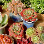 FWPP Live Succulents Plants,Echeveria Succulents Live Plants Rain Drops 2.5 inches Red Rare Plants,Bare Root Without Pot Soil,Live Plants Indoor Party Wedding Garden House Decor Friend Gift