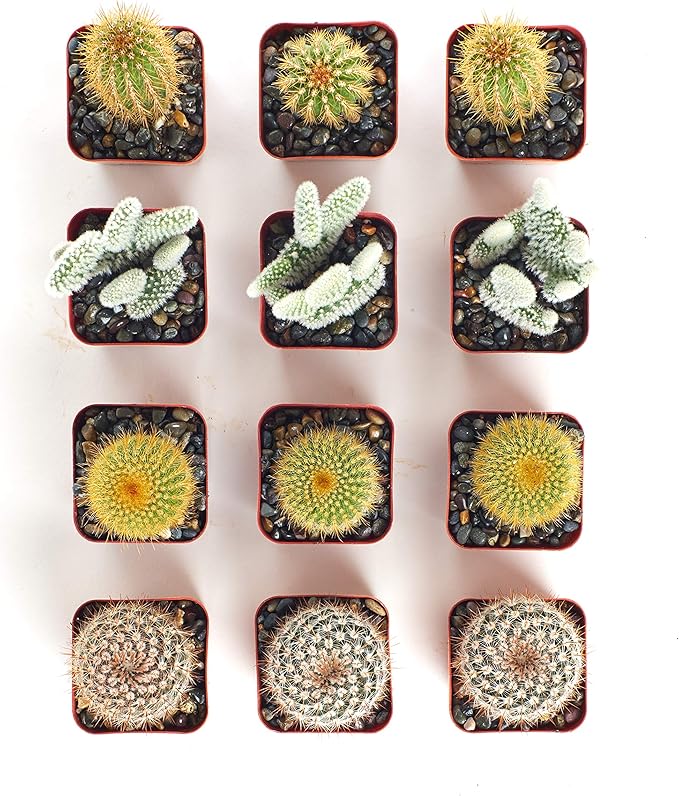 Shop Succulents | Cool Cactus Collection of Live Succulent Plants, Hand Selected Variety Pack of Cacti | Collection of 12 in 2" pots