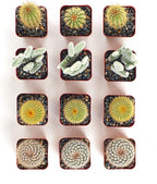 Shop Succulents | Cool Cactus Collection of Live Succulent Plants, Hand Selected Variety Pack of Cacti | Collection of 12 in 2" pots