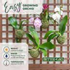 Better-GRO 19” Hanging Kokedama with Phalaenopsis Orchid – Indoor/Outdoor Planter- Purple