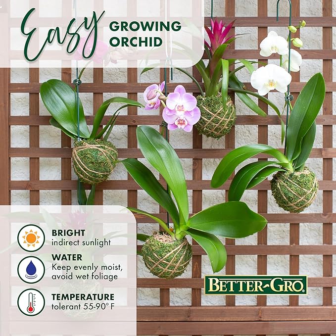 Better-GRO 19” Hanging Kokedama with Phalaenopsis Orchid – Indoor/Outdoor Planter- Purple