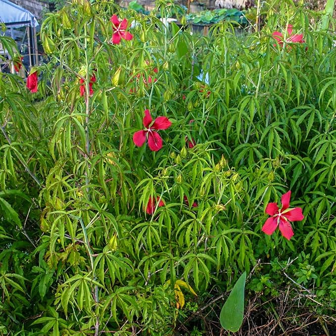 Chalily Water Hibiscus, a Great Live Pond Plant for Your Water Garden. Filters koi and Goldfish Ponds. Good for Bogs, Plant Shelf or Shallow Water This marginal Aquatic is a Real Beauty