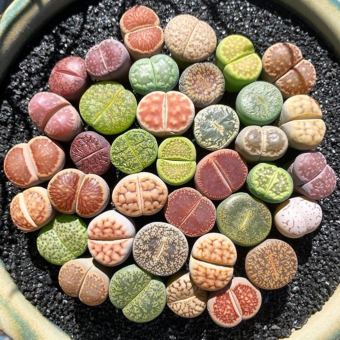 Lithops Random Mix Rare Live Succulent Plants, 30/50/100 Pcs Succulent Live Plant, Bare Root Without Pot Soil, Garden Indoor Office, Friend Plant Lovers Gifts (Large)