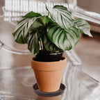 VUWEZ 6 Pack of Plant Saucer 8 Inch, 8 inch Plant Saucer Round, Plastic Flower Plant Trays for Pots, Plant Saucers for Indoors 8", Plant Pot Saucers, Planter Tray for Planter 6-8" (8", Brown)