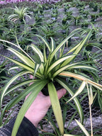 Generic Hawaiin Spider Plant ~ Variegated Green and White ~ Live Large Plant for Home or Office