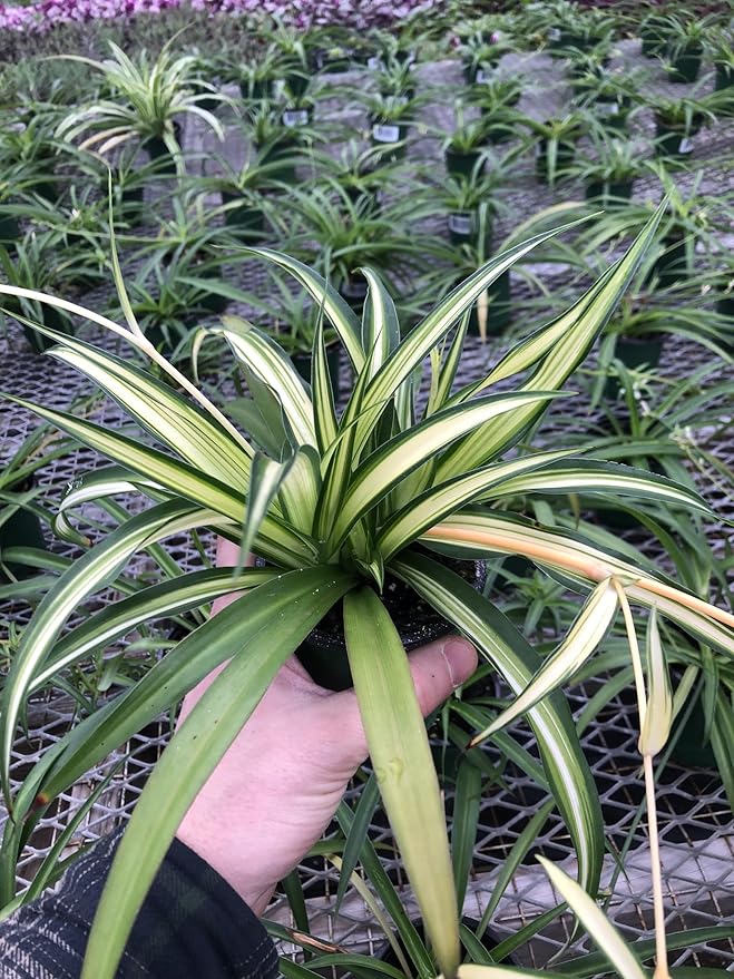 Generic Hawaiin Spider Plant ~ Variegated Green and White ~ Live Large Plant for Home or Office