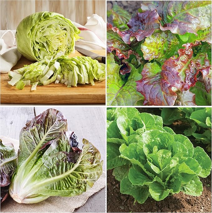 Seed Needs Lettuce Seeds Variety Pack for Planting a Collection of 8 Individual Varieties - Packets Includes Romaine, Iceberg, Oakleaf, Lollo Rosso and More