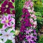 100+ Clematis Seeds for Planting - Rare Bloom Climbing Clematis Non-GMO, Heirloom Seeds Perennial Flower Garden Flower
