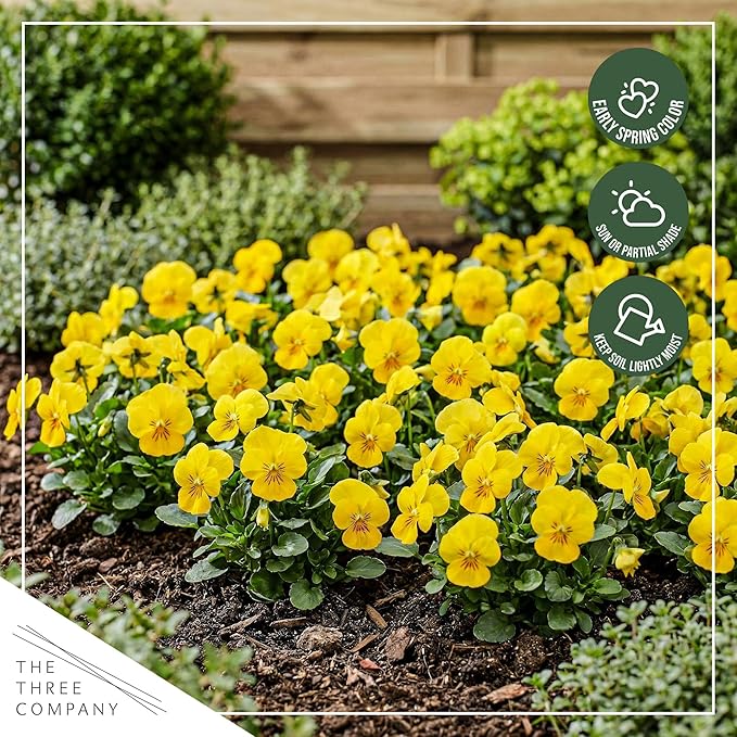 Live Healthy Flowering Pansies - Yellow (4 Plants Per Pack), Beautiful Winter Color, 6" Tall by 4" Wide in 1 Pint Square Pot