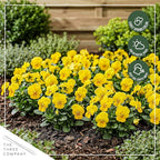 Live Healthy Flowering Pansies - Yellow (4 Plants Per Pack), Beautiful Winter Color, 6" Tall by 4" Wide in 1 Pint Square Pot
