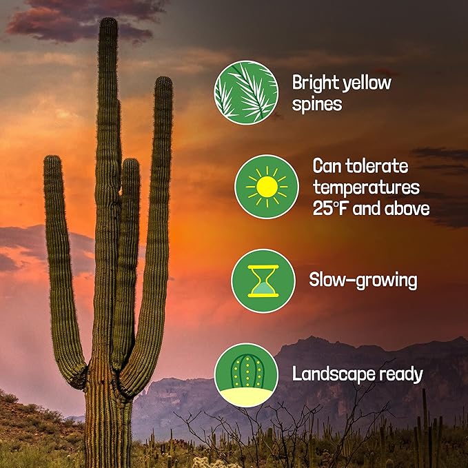 Cactus Outlet - Live Saguaro Cactus, Cactus Plants Live, Live Cactus 4’ - Live Plants Indoor & Outdoor Use, Rare Large Live Cactus - Landscape Ready Large Cactus Plant Live