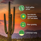 Cactus Outlet - Live Saguaro Cactus, Cactus Plants Live, Large Outdoor Live Cactus 3’