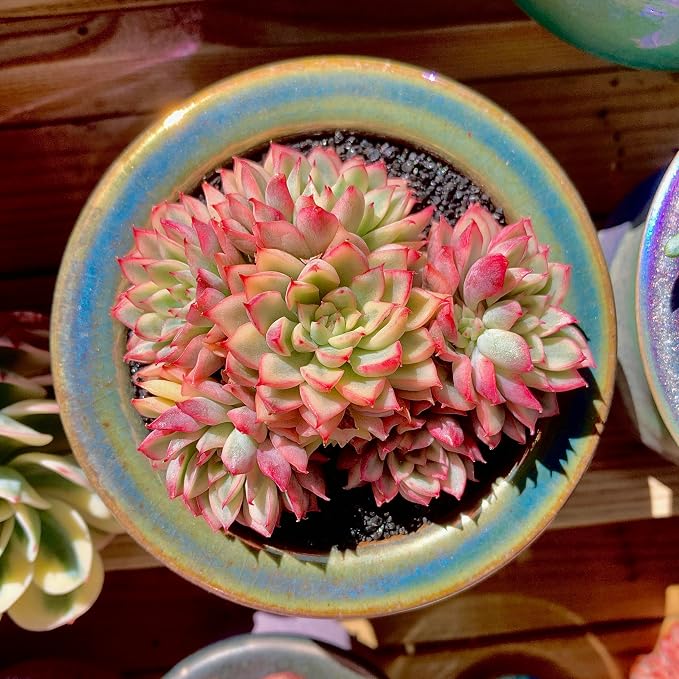 Live Succulent Echeveria Mebina Variegata,3.5 Inches Mini Succulents Plants Live,Bare Root Without Pot Soil,Clustered Live Plants,House Plants for Gift Party Wedding Garden Baby Shower DIY Decor