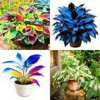 Hosta Seeds for Planting, 200+pcs Rare Perennial Hosta Flower Seeds, Non-GMO Heirloom Long Blooming Plants Shaded Entry Pathway Flowers for Garden Outdoors