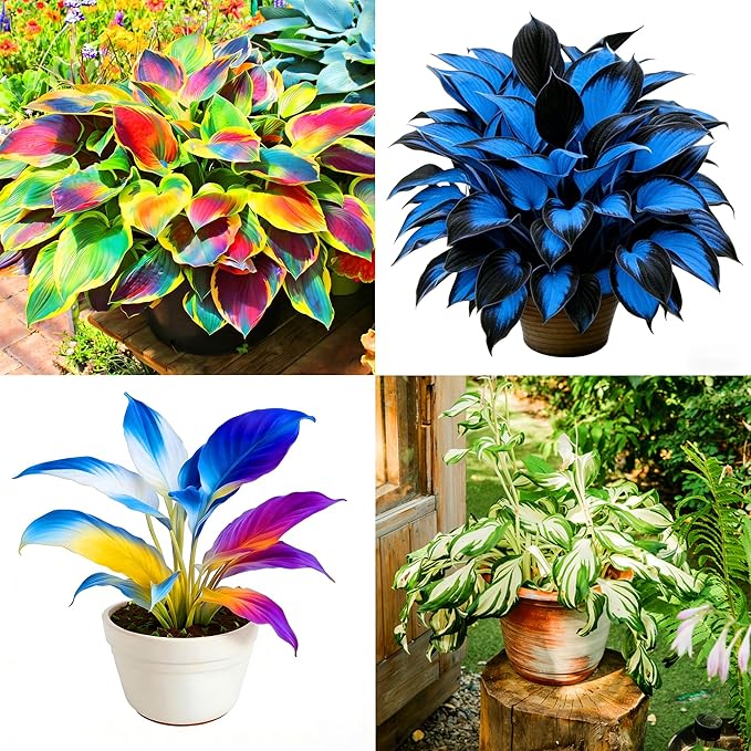 Hosta Seeds for Planting, 200+pcs Rare Perennial Hosta Flower Seeds, Non-GMO Heirloom Long Blooming Plants Shaded Entry Pathway Flowers for Garden Outdoors