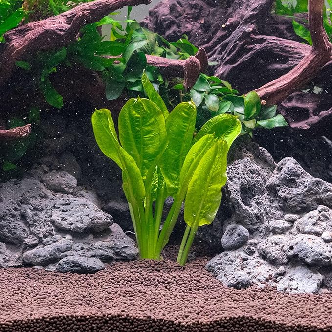 SubstrateSource Echinodorus Parviflorus Rosette Sword Live Plant for Freshwater Aquariums, Natural Fish Tank Decorations, and Aquatic Decor (3 Pots (6-9 Plants))