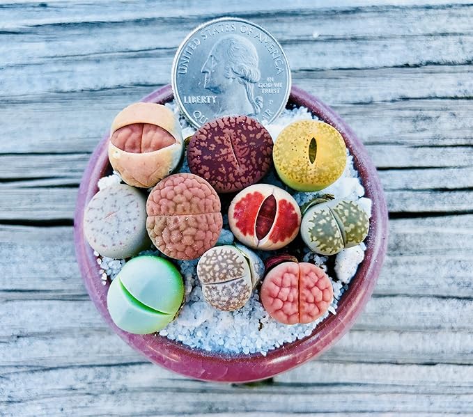 Limited Pack of 10 Various Live Exotic Lithops Plant Miniature Rare Living Stone Seedling Guarantee Colorful and Beautiful
