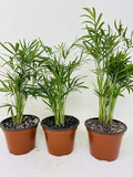 Areca Palm Plant Dypsis lutescens 2" Pot