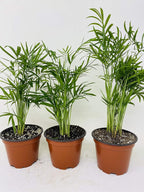 Areca Palm Plant Dypsis lutescens 2" Pot