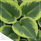 Live Perennial Hosta - Francis Williams (3 Plants Per Pack) Beautiful Accent Plant, 10" Tall by 4" Wide in 1 Qt Pot