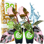 Marble Galaxy Philodendron - Philodendron erubescens by Wellspring Gardens - Variegated Starter Plant - Rare House Plants - Heart-Shaped Pink Plant for Indoor/Outdoor Use (2-Pack)