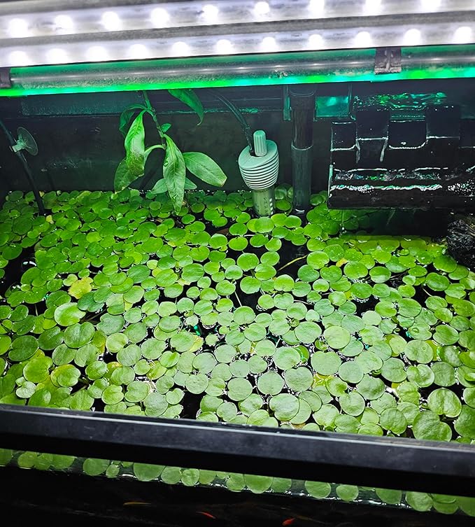 Frogbit Live Floating Aquarium Plant, Green, Freshwater Aquatic Plant for Fish Tanks and Ponds