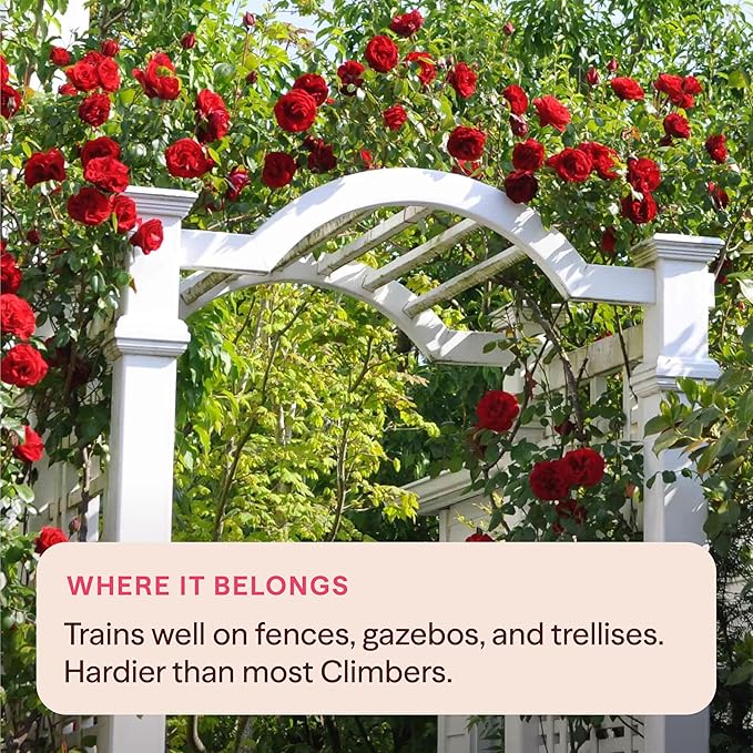 Heirloom Climbing Roses, Live Own Root Plant for Outdoor Garden, Dublin Bay®, Lightly Fragrant, Hardiness Zones 5-10, Continual Blooming