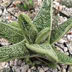 Gasteria Little Warty Cacti Cactus Succulent Real Live Plant