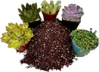 Fat Plants San Diego Premium Cacti and Succulent Potting Mix Soil - for Cactus Palm Tree Citrus Plant Grown in Gardening Containers - Indoors & Outdoors Use - with Natural Food/Fertilizer