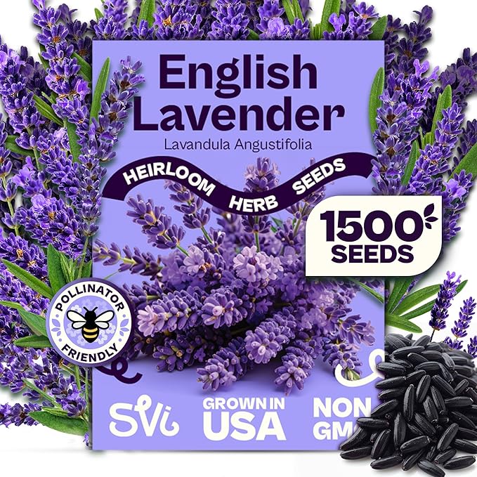 SVI 1500 English Lavender Seeds for Planting (Lavandula angustifolia) – Fragrant Perennial Lavender Flowers – Heirloom Herb Seeds for Borders, Herb Garden & Containers, Wildflower Meadows