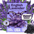 SVI 1500 English Lavender Seeds for Planting (Lavandula angustifolia) – Fragrant Perennial Lavender Flowers – Heirloom Herb Seeds for Borders, Herb Garden & Containers, Wildflower Meadows