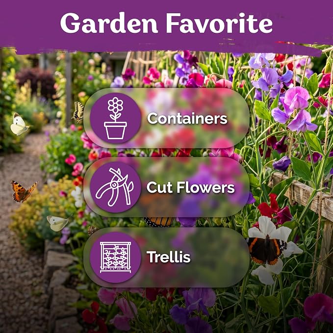KVITER 50 Sweet Pea Mammoth Mix Seeds (Lathyrus Odoratus) - Sweet Pea Seed Packets, Large Fragrant Cut Flowers, Long Stems - Annual Flower Seeds for Gardens, Trellises, Flower Beds and Containers