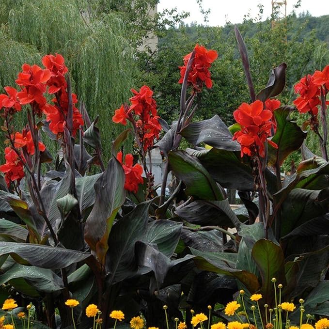 Canna 'Black Knight', a Great Live Pond Plant for Your Water Garden. Filters koi and Goldfish Ponds. Good for Bogs, Plant Shelf or Shallow Water This marginal Aquatic is a Real Beauty