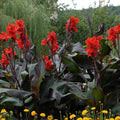 Canna 'Black Knight', a Great Live Pond Plant for Your Water Garden. Filters koi and Goldfish Ponds. Good for Bogs, Plant Shelf or Shallow Water This marginal Aquatic is a Real Beauty