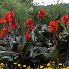 Canna 'Black Knight', a Great Live Pond Plant for Your Water Garden. Filters koi and Goldfish Ponds. Good for Bogs, Plant Shelf or Shallow Water This marginal Aquatic is a Real Beauty