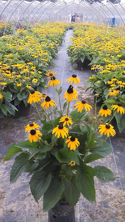 Rudbeckia fulgida 'Goldsturm' (Black Eyed Susan) Perennial, yellow flowers, 1 - Size Container