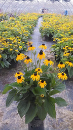 Rudbeckia fulgida 'Goldsturm' (Black Eyed Susan) Perennial, yellow flowers, 1 - Size Container