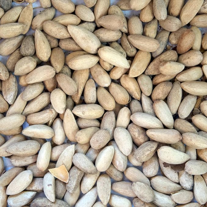 Neem Tree (Azadirachta Indica) - Packet of 3 Seeds