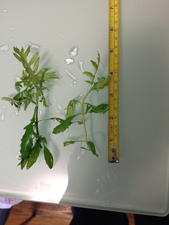 3 Water Wisteria (Hygrophila Difformis), Live Aquarium/Aquatic/Stem Plant by G&Z