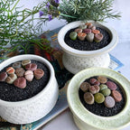 Lithops Large Random Mix Rare Live Succulent Plants, 10 Pcs Succulent Live Plant, Bare Root Without Pot & Soil, Indoor Office Desk Decoration, Friend Plant Lovers Gifts