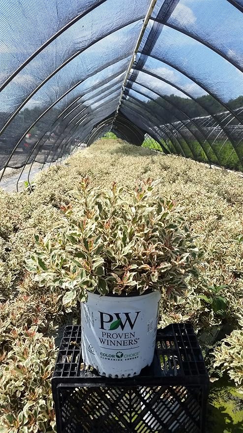 Proven Winners - Weigela florida My Monet (Weigela) Shrub, pink flowers, #2 - Size Container