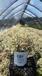Proven Winners - Weigela florida My Monet (Weigela) Shrub, pink flowers, #2 - Size Container