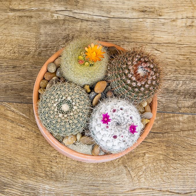 Altman Plants, Assorted Cactus Plants Live Cactus Decor (8PK), Cactus Plant Live Succulents Plants Live in Cactus Soil Potting Mix, Live Cacti Plants Live Succulent Plants Live Plants in Cactus Pot
