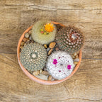 Altman Plants, Assorted Cactus Plants Live Cactus Decor (12PK), Cactus Plant Live Succulents Plants Live in Cactus Soil Potting Mix, Live Cacti Plants Live Succulent Plants Live Plants in Cactus Pot