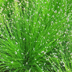 Chalily Fiber Optic Rush, a Great Live Pond Plant for Your Water Garden. Filters koi and Goldfish Ponds. Good for Bogs, Plant Shelf or Shallow Water This marginal Aquatic is a Real Beauty